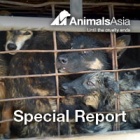 Don’t legitimise dog meat trade – stop it!