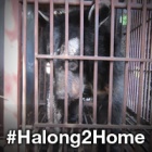 Mass evacuation of Halong Bay bile bears begins