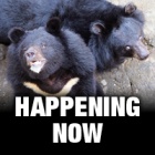 #MoonBearRescue: Follow the rescue live