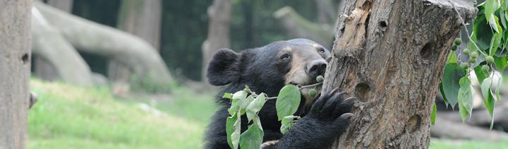 Parrainer un ours