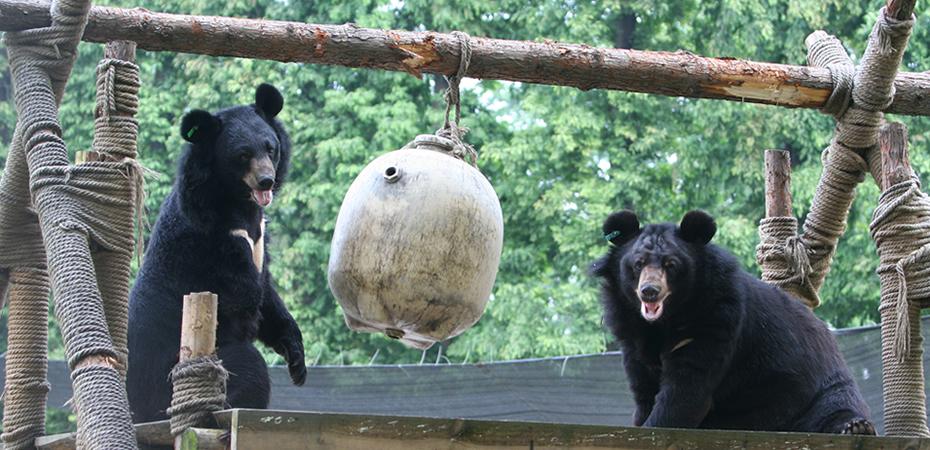 Befriend a Bear