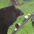 An apple a day keeps bile farm nightmares away for rescued Amara