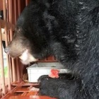 First four of 14 “bile bears” rescued in Vietnam