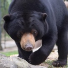 From fear to fun: this scared little bear has realised just how brave she is