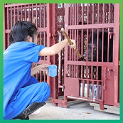 A New Frontier - moon bear Apollo lands at our new sanctuary