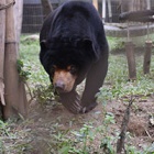 Rescued sun bear Aurora recovers from health check and makes herself at home