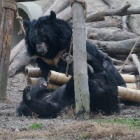 How many moon bears does it take to break a hammock?