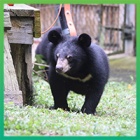 Four rescued bear cubs find happiness at Animals Asia’s sanctuary