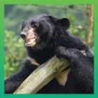 The world’s cutest moon bear house swap. It’s moon bear moving day.