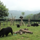 A Day in the Life of the Vietnam Bear Rescue Centre