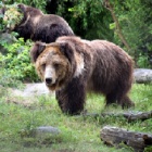 VIDEO: A decade on, rescued brown bear Benji is still celebrating