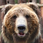 Brown bear Monday - Beautiful Benji