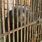 Caged bears to make 2,000km journey to freedom