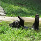 Rescued from the bile trade – six cubs growing up safely with Animals Asia