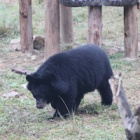 Sun shines on six rescued bears celebrating their first real Christmas