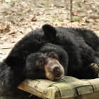 #Moonbearmonday – Blue Monday