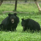 #MoonBearMonday: real life bear hugs!