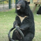 These pictures prove moon bear Bradley’s still a cub at heart