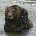 See brown bear Caesar shake off a sad past of unimaginable cruelty