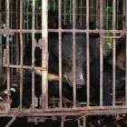 Bear numbers fall on Vietnam's bile farms