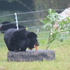 #Moonbearmonday: Caz’s Garden Party for One