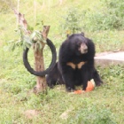 These rescued bears couldn’t wait to open their Christmas presents