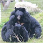 PICTURES: After years of bile farm abuse – bears Angelica and Cinnamon are now pain free