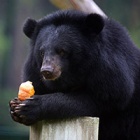 Miomojo Bear House: Welcome to the largest community of rescued moon bears in Vietnam (for now!)