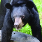 Rescued bear with no tongue savours the taste of freedom from a cage