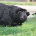 10 years, 186 bears saved: celebrating a decade of bear rescues in Vietnam