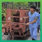 Animals Asia rescues the last caged bear in Gia Lai Province Vietnam