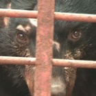 Statement on bear bile usage to treat Covid-19