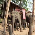 Vietnam seizing final chance to save last elephants from extinction