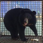 BREAKING NEWS: Animals Asia bear rescue underway in Danang, Vietnam