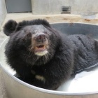 Ricky Gervais’ Derek bear is splash happy