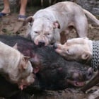 Brutal dog vs boar “fight” in Vietnam sparks national outrage and calls for law change