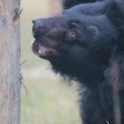 #Moonbearmonday: Dream Mischa Tebs’s awakening