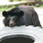 Rescued moon bear defies the odds to keep gall bladder