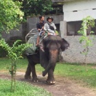 VIDEO: Shocking footage a reminder to NEVER ride elephants on holiday