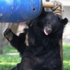 Rescued moon bear defies paralysis to forage in the sun