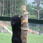 Making food fun at Vietnam Bear Rescue Centre