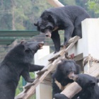 Sanctuary life captured in this classic shot of four rescued bear pals