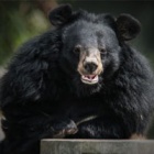 One of the original rescued bears from the Chengdu Bear Rescue Centre, Freedom, passes away after 20 years at our sanctuary.