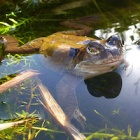 Amazing Animals: the hidden life of frogs