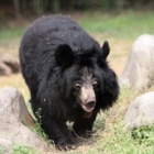 Bear of a thousand smiles still grinning after receiving clean bill of health