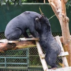 Miomojo Cub House: Rescued bears graduate to “big bear” house – and they just love it