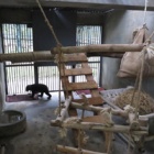 Shy Goldie starts to smile as new bears settle in