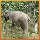 Animals Asia rescues elderly elephant from life of riding