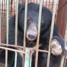 Across Asia, moon bears may be “vulnerable” but in Vietnam their plight looks much worse