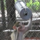 Hanoi zoo animals cheered by expert help